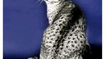 Египетская мау — всё о кошках