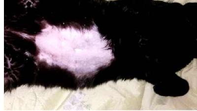 Есть ли у котов и кошек пупок