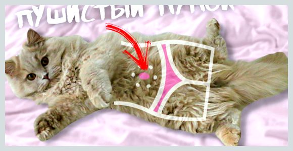 Есть ли у котов и кошек пупок