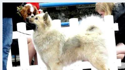 Евразиер — всё о собаке