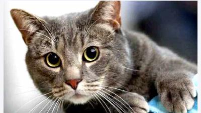 Европейская короткошерстная кошка — всё о кошках