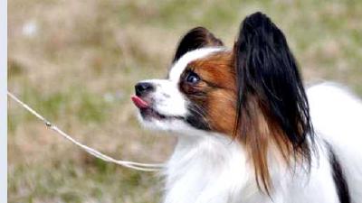 Фален — всё о собаке