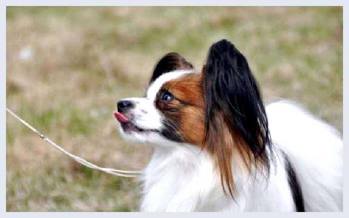 Фален — всё о собаке