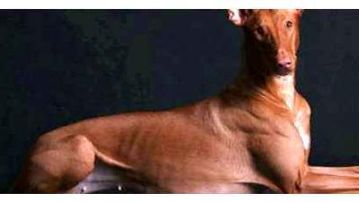 Фараонова собака — всё о собаке