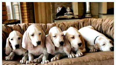 Фарфоровая гончая — всё о собаке