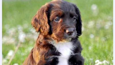 Филд-спаниель — всё о собаке