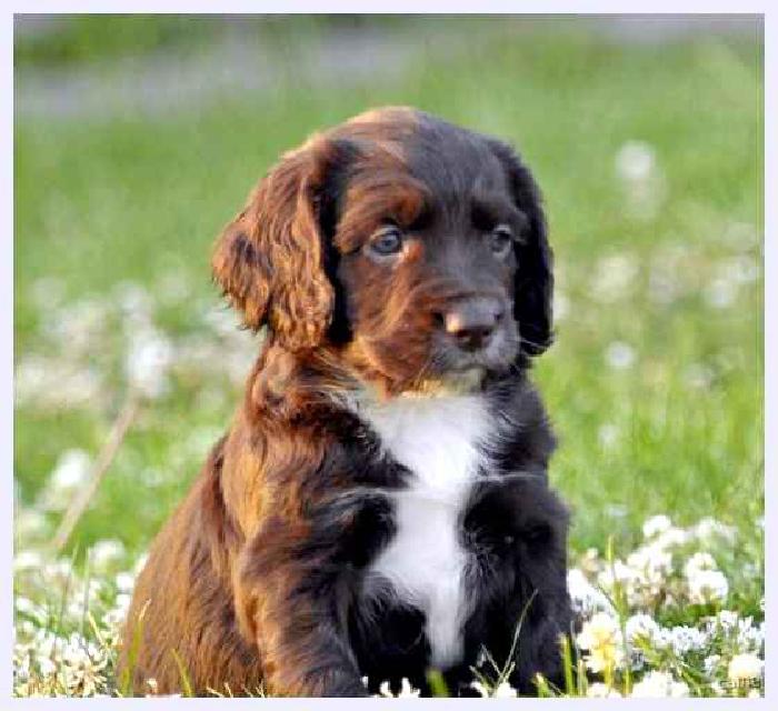 Филд-спаниель — всё о собаке
