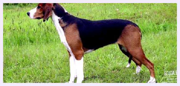 Финская гончая — всё о собаке