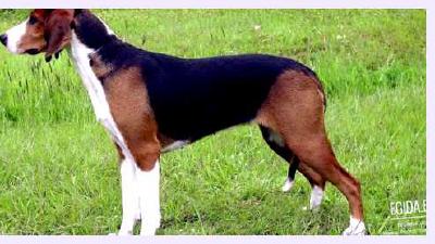 Финская гончая — всё о собаке