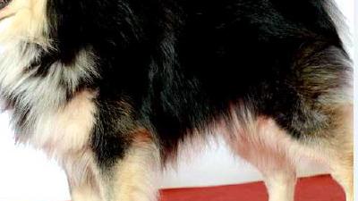 Финский лаппхунд — всё о собаке