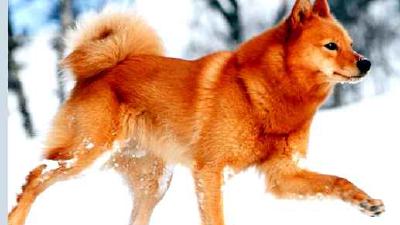 Финский шпиц — всё о собаке