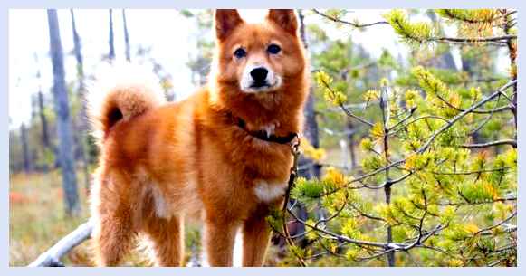 Финский шпиц - всё о собаке использовать специальные
