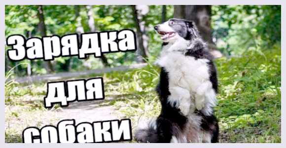 Физические упражнения для собак как поддерживать форму вашего питомца