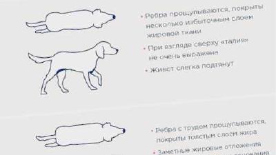 Физические упражнения для собак как поддерживать форму вашего питомца