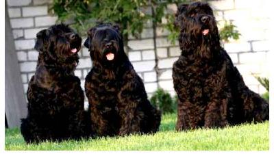 Фландрский бувье — всё о собаке