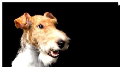 Фокстерьер — всё о собаке