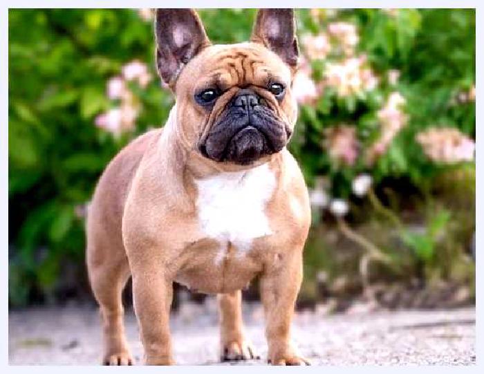 Французский бульдог — всё о собаке