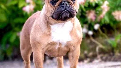 Французский бульдог — всё о собаке