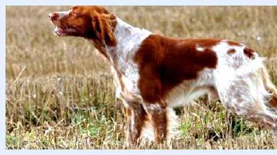 Французский спаниель — всё о собаке