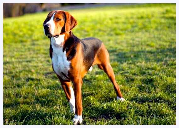 Гамильтонстёваре - всё о собаке помощью специального раствора или