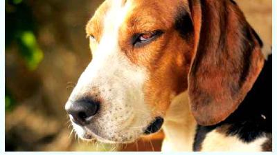 Гамильтонстёваре — всё о собаке