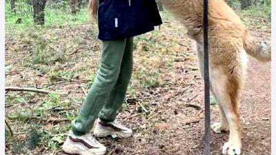 Гампр — всё о собаке