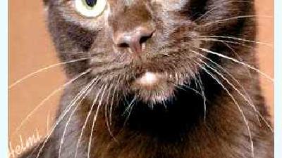 Гавана браун — всё о кошках