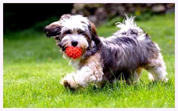 Гаванский бишон - всё о собаке