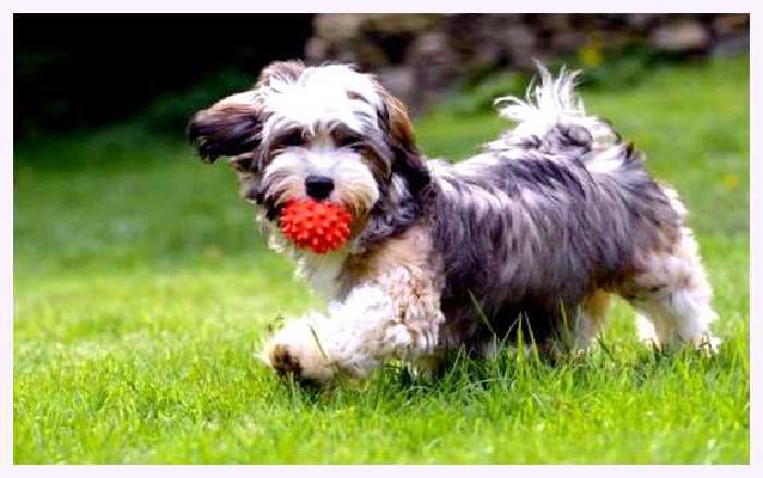 Гаванский бишон — всё о собаке