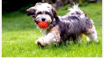 Гаванский бишон — всё о собаке