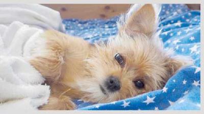 Где и как оставить собаку на время отпуска или внезапного отъезда