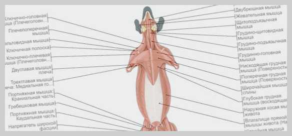 Где находится холка у собаки измерение роста и постановка уколов
