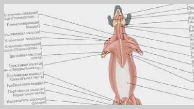 Где находится холка у собаки измерение роста и постановка уколов