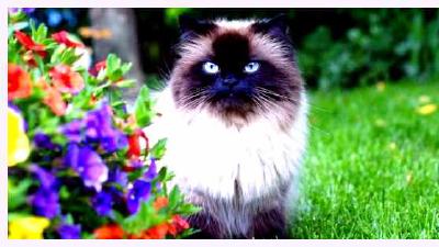 Гималайская кошка — всё о кошках