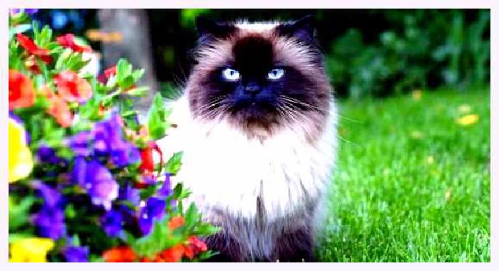 Гималайская кошка — всё о кошках