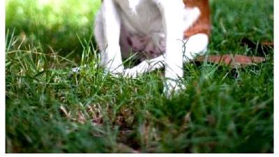 Гладкошёрстный фокстерьер — всё о собаке