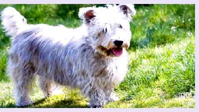 Глен оф Имаал терьер — всё о собаке