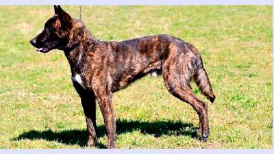 Голландская овчарка — всё о собаке