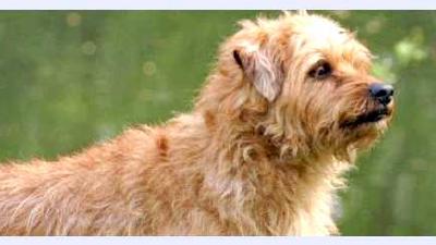 Голландский смоусхонд — всё о собаке