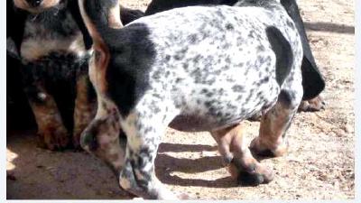 Голубой гасконский бассет — всё о собаке