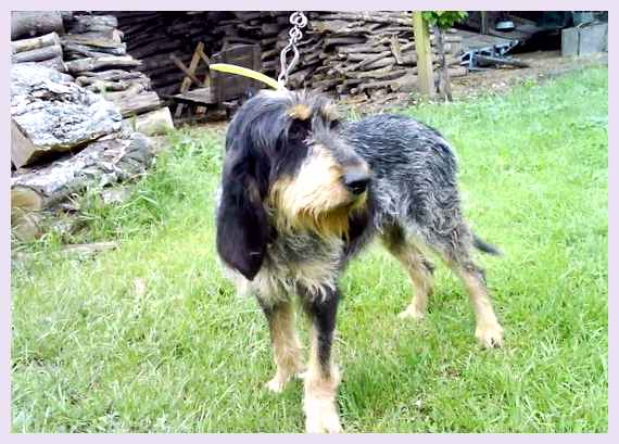 Голубой гасконский гриффон - всё о собаке вмешательство                     Отит