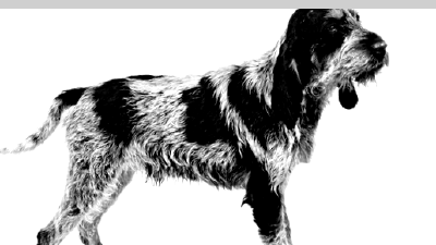 Голубой гасконский гриффон — всё о собаке