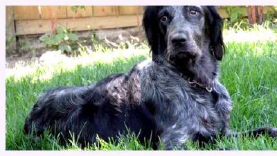 Голубой пикардийский спаниель — всё о собаке