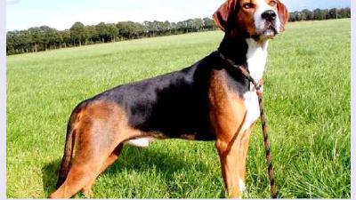 Гончая Шиллера — всё о собаке