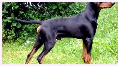 Греческая овчарка — всё о собаке