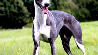 Грейхаунд — всё о собаке