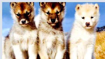 Гренландская собака — всё о собаке