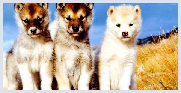 Гренландская собака — всё о собаке