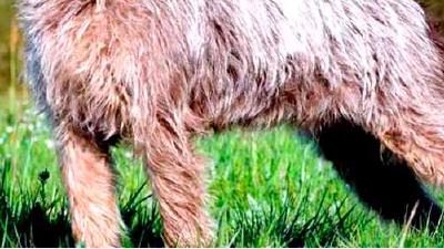 Гриффон Кортальса — всё о собаке