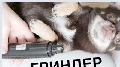 Гриндер для собак что это такое и как им пользоваться
